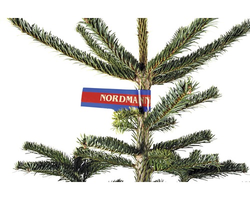 Nordmannsgran med etikett