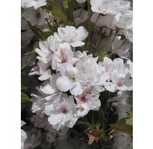 Japanskt prydnadskörsbär FLORASELF Prunus serrulata Amanogawa 60-100cm Co 6L