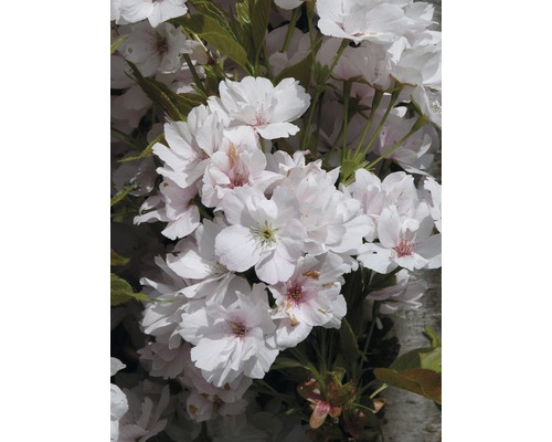Japanskt prydnadskörsbär FLORASELF Prunus serrulata Amanogawa 60-100cm Co 6L Närbild av körsbärsblommor