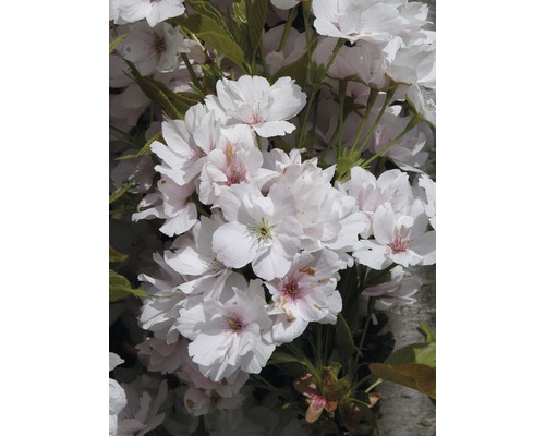 Japanskt prydnadskörsbär FLORASELF Prunus serrulata Amanogawa 60-100cm Co 6L