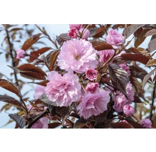 Blommande prydnadskörsbärsträd med rosa blommor