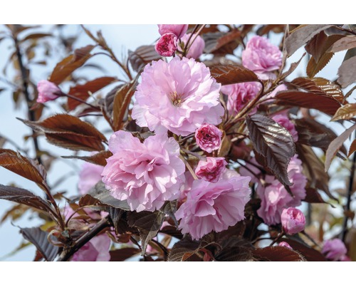 Japanskt prydnadskörsbär FLORASELF Prunus serrulata Royal Burgundy 80-100cm Co 6L Blommande prydnadskörsbärsträd med rosa blommor