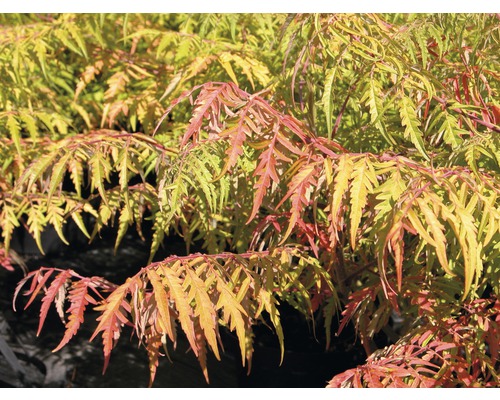 Rönnsumak FLORASELF Rhus typhina 'Tiger Eyes' 40-60cm Co 6L