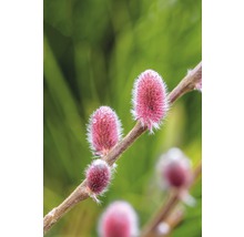 Närbild av rosa videkissar på en gren