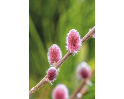 Hängsälg FLORASELF Salix gracilistyla 'Mount Aso' 40-60cm Co 6L