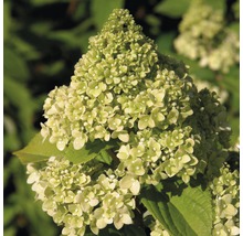Vipphortensia FLORASELF Hydrangea paniculata Kilimanjaro 50-60cm Co 6L