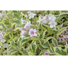 Blommande Weigela med brokiga blad