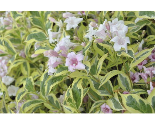 Blommande Weigela med brokiga blad