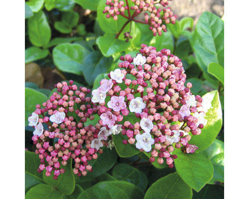 Blommande Viburnum tinus med knoppar och blommor