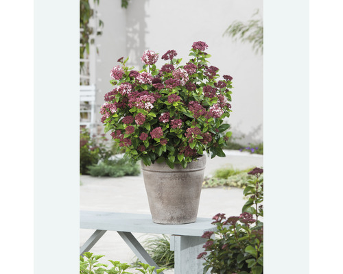 Fetknopp i kruka på en trädgårdsbänk