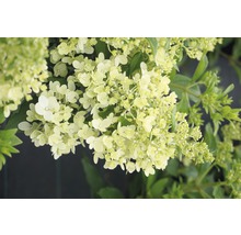 Syrenhortensia med blommor