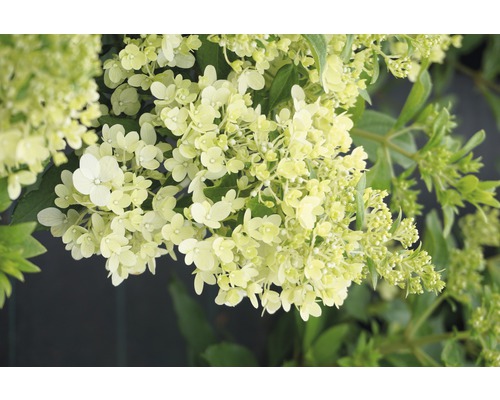 Vipphortensia FLORASELF Hydrangea paniculata 'Magical Matterhorn' 50-60cm Co 6L Syrenhortensia med blommor
