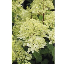 Syrenhortensia med blommor