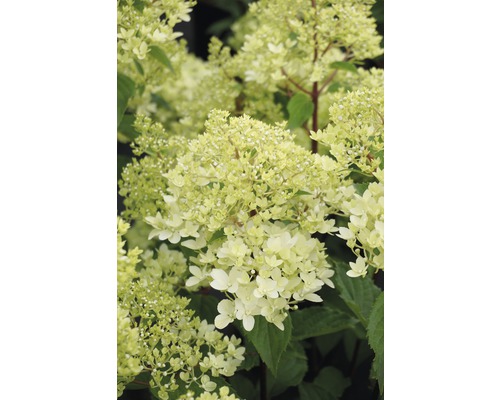 Syrenhortensia med blommor