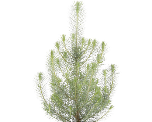 Närbild av barrträd