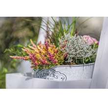 Dekorativa ljungväxter i en metallhink med texten blommor