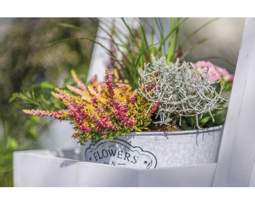Dekorativa ljungväxter i en metallhink med texten blommor