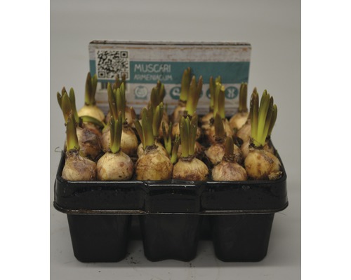 Armenisk pärlhyacint i odlingsbehållare