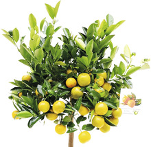 Mandarinträd med frukter och gröna blad