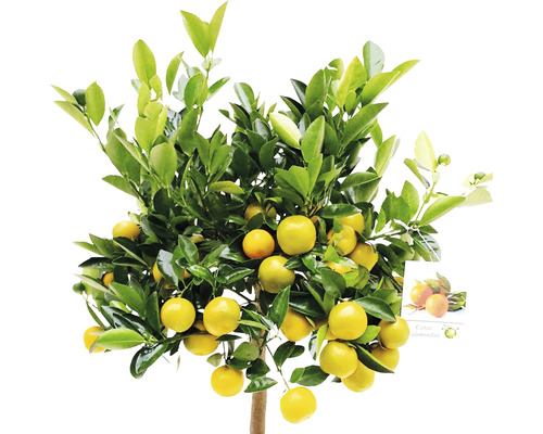 Mandarinträd med frukter och gröna blad