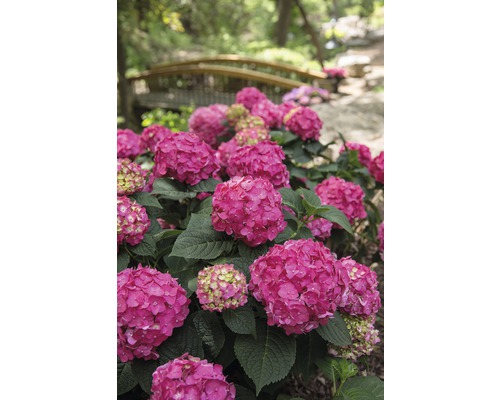 Hortensia rabatt med träbro i bakgrunden