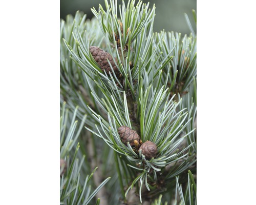 Närbild av alpina tallnålar med kottar