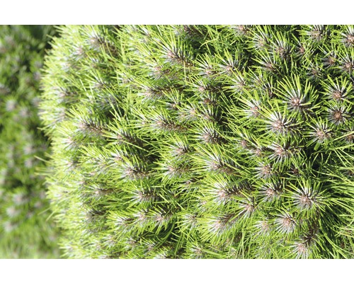 Närbild av en klotformig tall med gröna barr