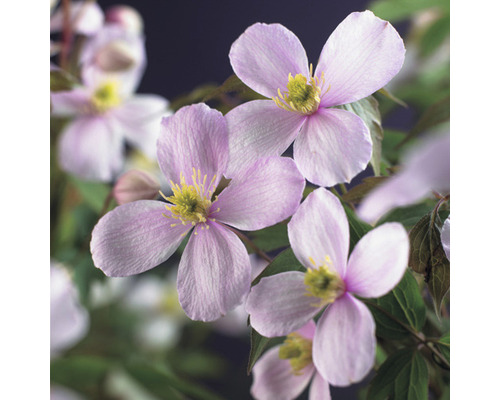 Bergklematis FLORASELF Clematis montana 'Rubens' ca 90cm Co 2,3L extra många blomknoppar