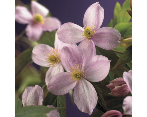 Bergklematis FLORASELF Clematis montana 'Mayleen' ca 90cm Co 2,3L extra många blomknoppar