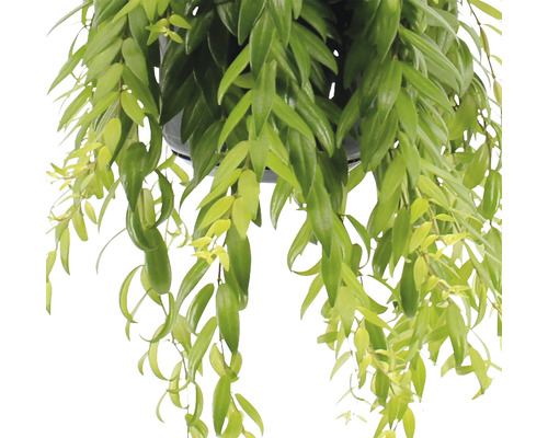 Hängande växt med gröna blad i kruka