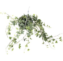 Murgrönaampel flerfärgad FLORASELF Hedera helix 50-80cm krukstorlek Ø17cm