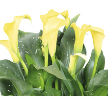 Gul rumskalla med gröna blad