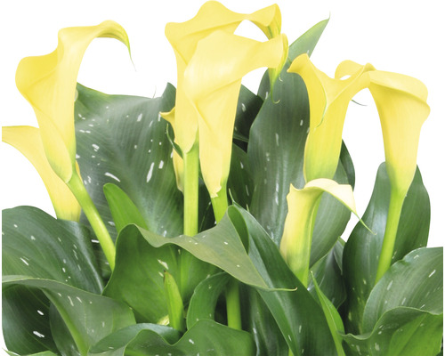 Gul rumskalla med gröna blad