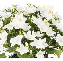 Blåklocka med vita blommor