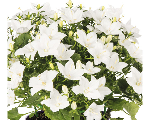 Blåklocka med vita blommor