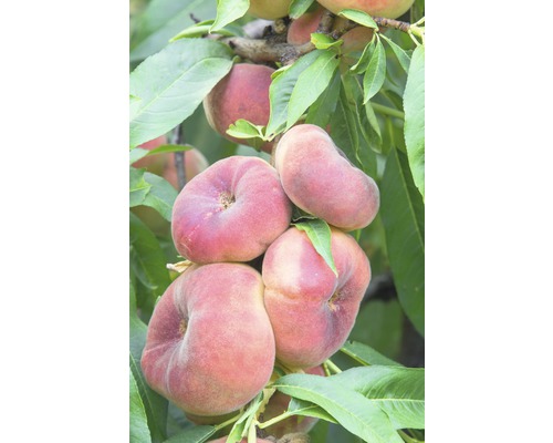 Persika FLORASELF Bio Prunus persica ‘Saturn‘ stamhöjd 60cm totalhöjd ca 100-120cm Co 7,5L självbefruktande
