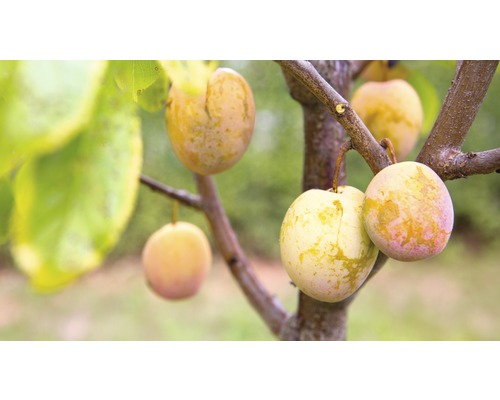 Plommon FLORASELF Bio Prunus domestica Starline® 'Aprimira' 120-150cm Co 7,5L Plommonträd med mogna gula plommon på grenarna