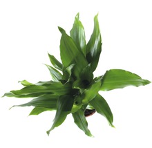 Garderobsblomma krukväxt i kruka