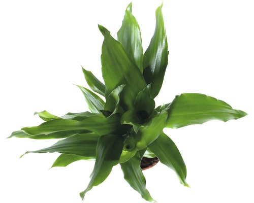 Garderobsblomma krukväxt i kruka