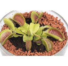 Köttätande växter FLORASELF Dionaea muscipula & Drosera capensis 10-20cm Ø12cm