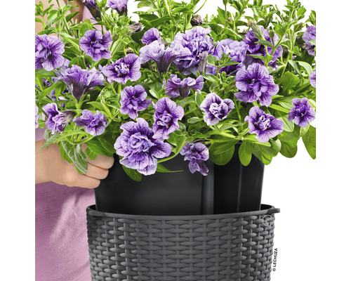 Hängande petunior i en Lechuza-planter