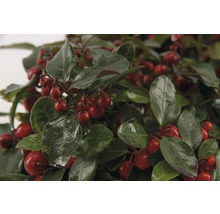 Gaultheria med röda bär och gröna blad