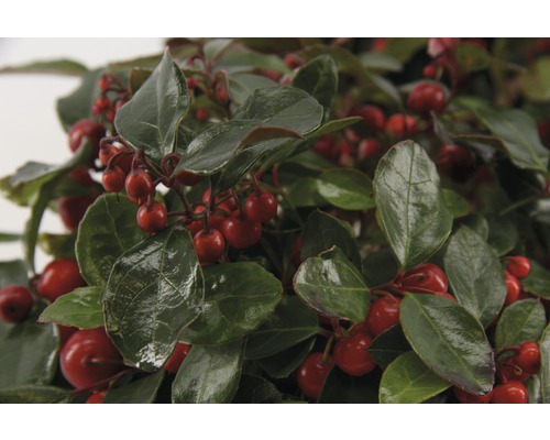 Gaultheria med röda bär och gröna blad