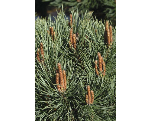 Närbild av tallgrenar med knoppar