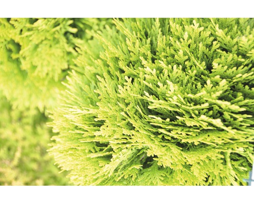 Närbild av en Thuja-planta.