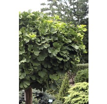 Ginkgo Biloba klotträdgård i trädgården.