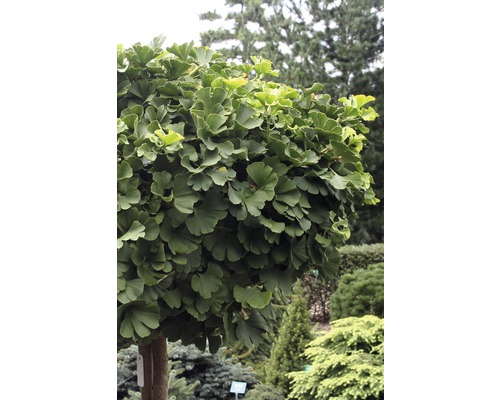 Ginkgo Biloba klotträdgård i trädgården.