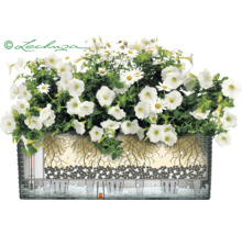 Självvattnande blomlåda LECHUZA Balconera Cottage plast 50x19x19cm vit
