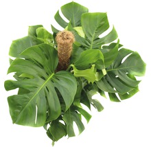 Monstera krukväxt med växtstöd