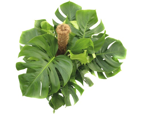 Monstera krukväxt med växtstöd